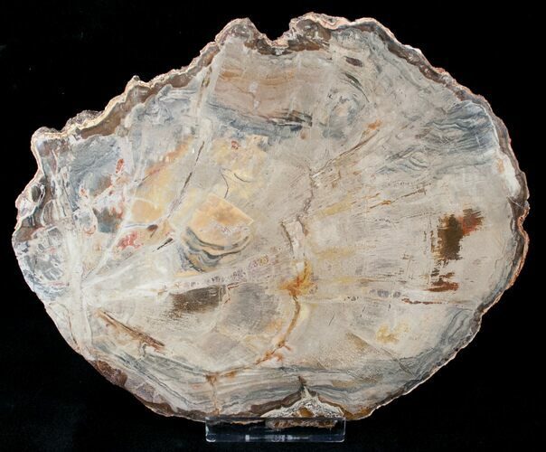 Petrified Wood Slab - Madagascar #14576